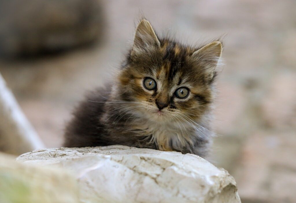 婚活で告白は何回目が成功するのか？