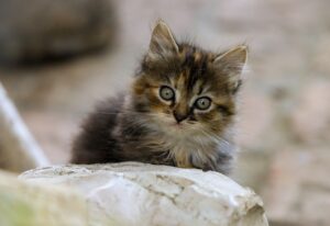 婚活で告白は何回目が成功するのか？