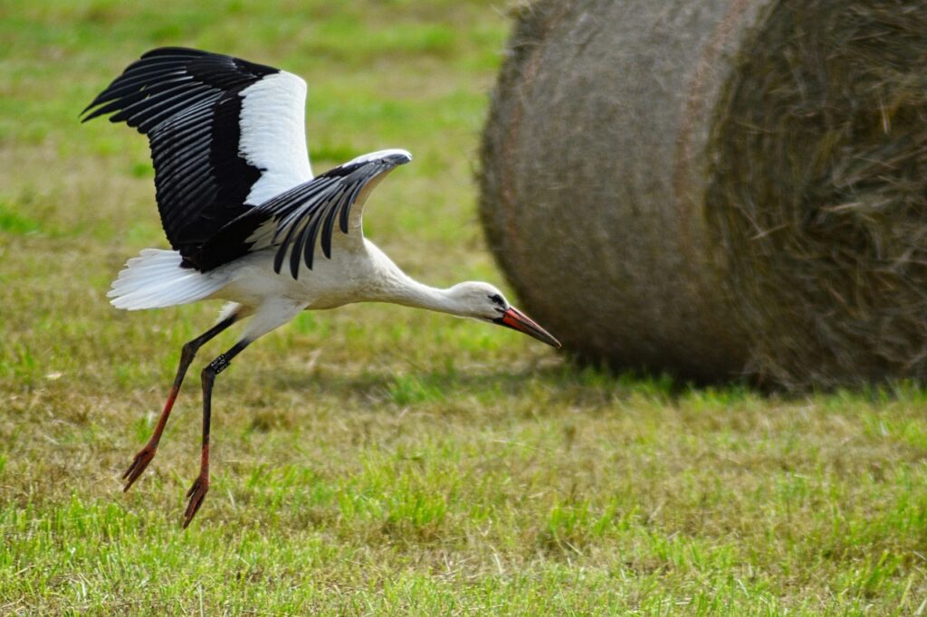 30代男性が実践すべき婚活のアプローチ方法とは？