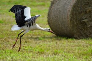 30代男性が実践すべき婚活のアプローチ方法とは？